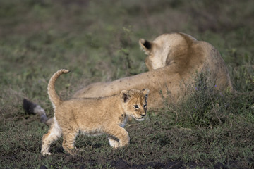 lion