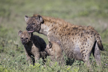 Animal