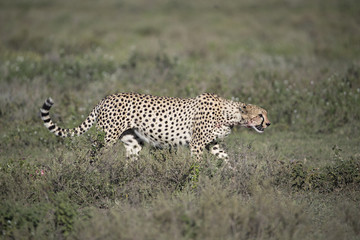 Animal
