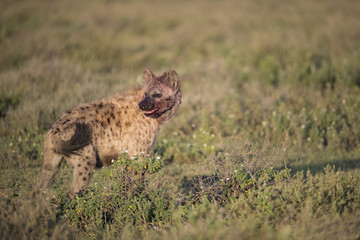 Animal