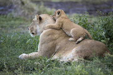 lion