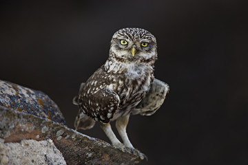 Animal