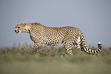 Animal