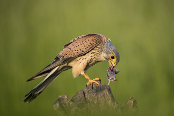 Animal