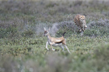 Animal