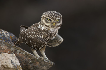 Animal