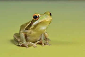 Frog, La Pampa, Argentina