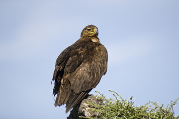 Animal