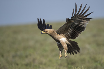 Animal