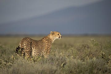 Animal