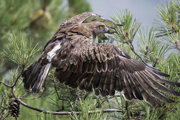 Animal