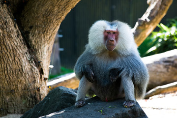 monkey2