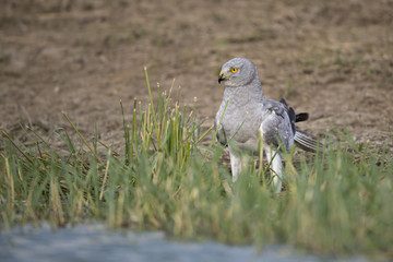 Animal