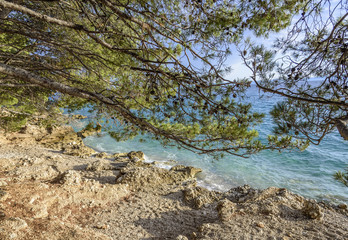 Beautiful pine trees and the shore of the blue sea in the evening. Croatia.