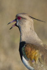 Southern Lapwing
