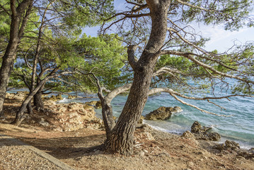 Fototapeta na wymiar Beautiful pine trees and the shore of the blue sea in the evening. Croatia.