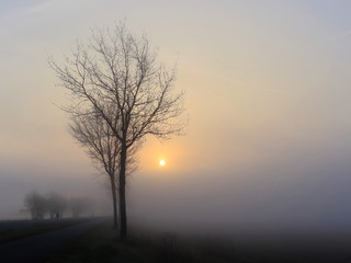Landschaft, Baum und Sonnenaufgang im Nebel