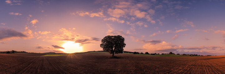 Amanece junto al árbol