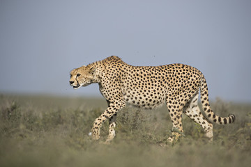 Animal