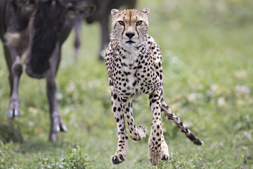 Animal