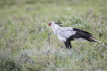 Animal