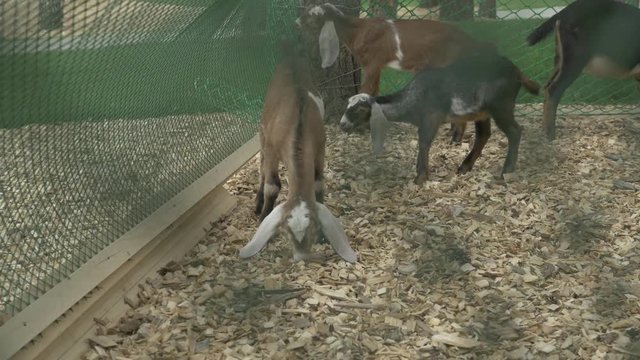 Goats on a farm eat find food. Goats eating in the paddock. Goats eat grass in the pasture, grazing in the meadow hay