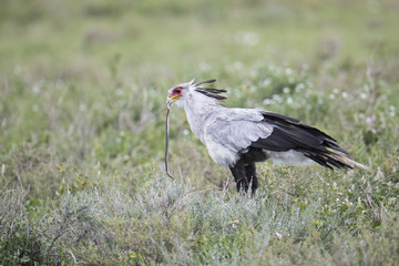 Animal