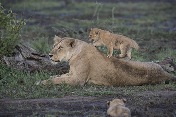 lion