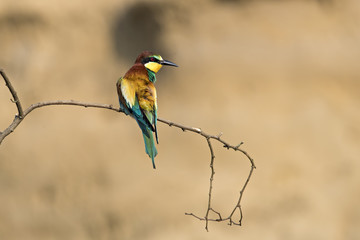 Animal