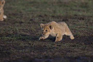 lion