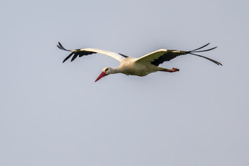 Flying white Stork against cloudy background