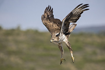 Animal