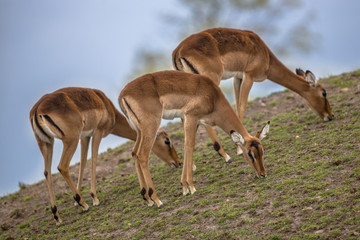 Group of three impala