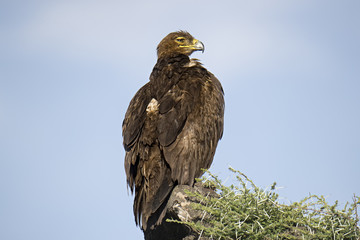 Animal