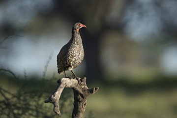 Animal