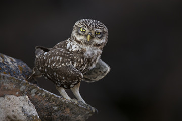 animal