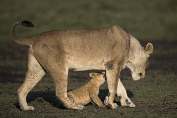 lion