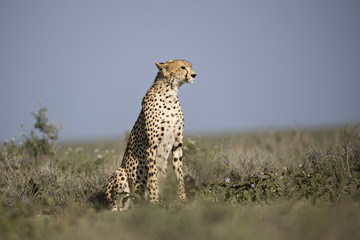animal