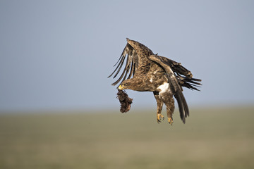animal