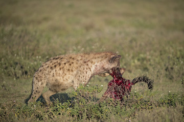 animal