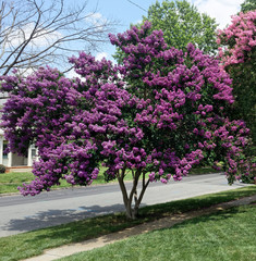Fototapeta na wymiar Blooming summer purple crepe myrtle.
