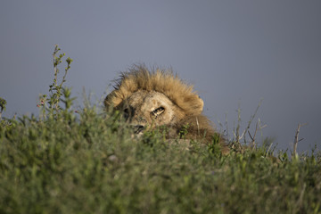 lion