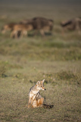 animal