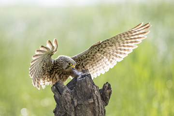 animal