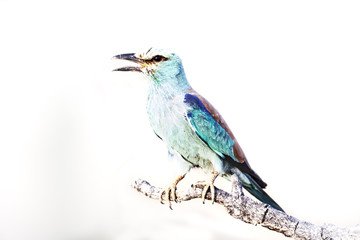 Fototapeta premium animal