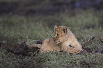 lion