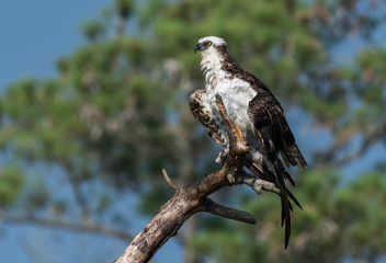 Fototapeta premium Osprey