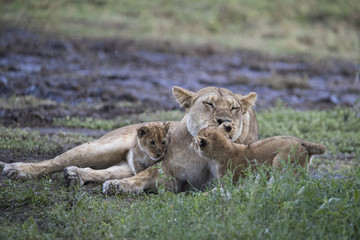 lion