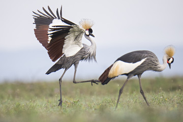 animal