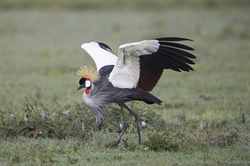 animal
